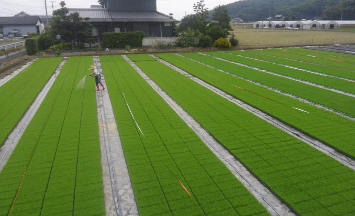 地元、九州の農家への苗土の販売 田植用の苗の生産・販売